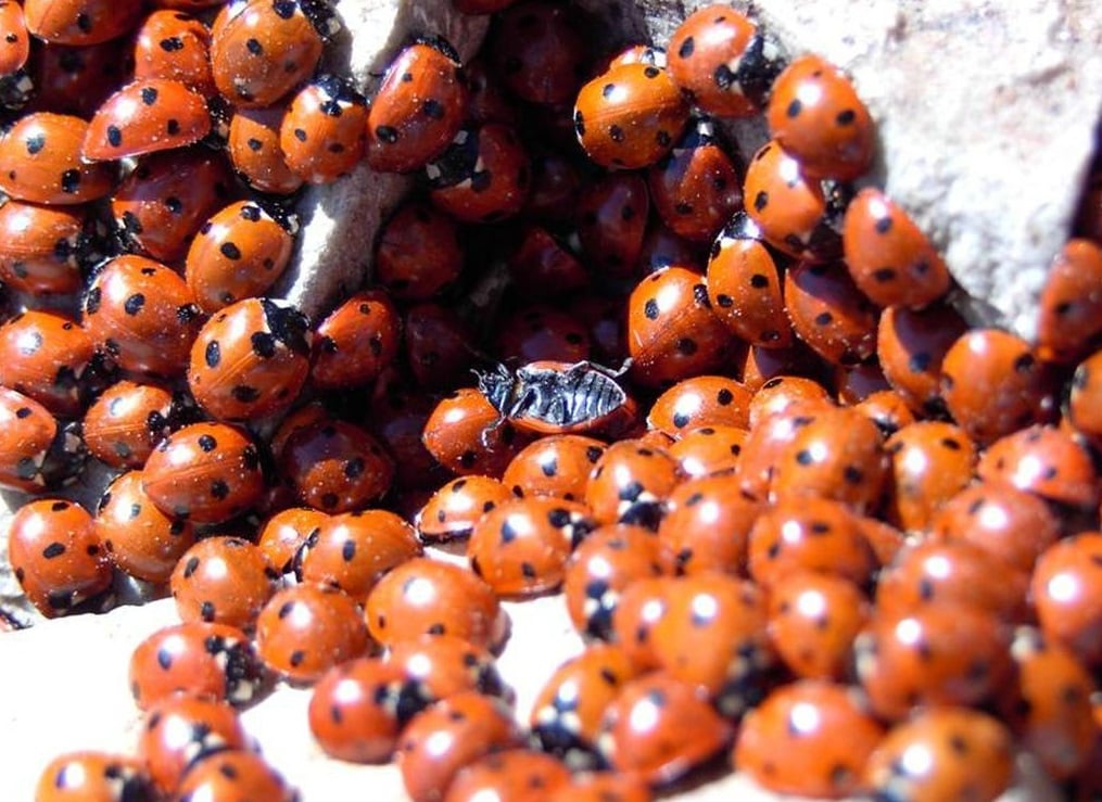 Feryal_TT's tweet image. KAHRAMANMARAŞ - ULUDAZ UĞUR BÖCEKLERİ
Dağları, yaylaları, ovaları, akarsuları ve bitki örtüsüyle cennetten bir köşe olan şehrin, sıra dışı olaylarından biri Çimen Dağı’nın zirvesinde, Uludaz’da yaşanır.+
#kahramanmaraş #uludaz #uğurböcekleri #doğa #anadolu