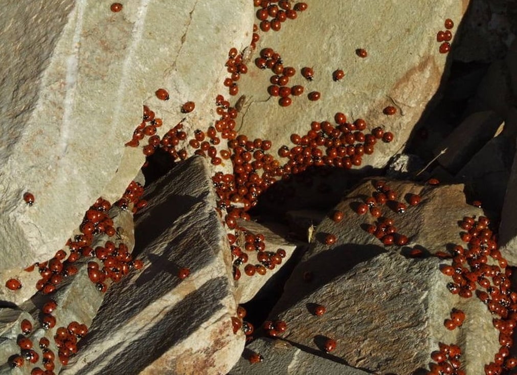 Feryal_TT's tweet image. KAHRAMANMARAŞ - ULUDAZ UĞUR BÖCEKLERİ
Dağları, yaylaları, ovaları, akarsuları ve bitki örtüsüyle cennetten bir köşe olan şehrin, sıra dışı olaylarından biri Çimen Dağı’nın zirvesinde, Uludaz’da yaşanır.+
#kahramanmaraş #uludaz #uğurböcekleri #doğa #anadolu