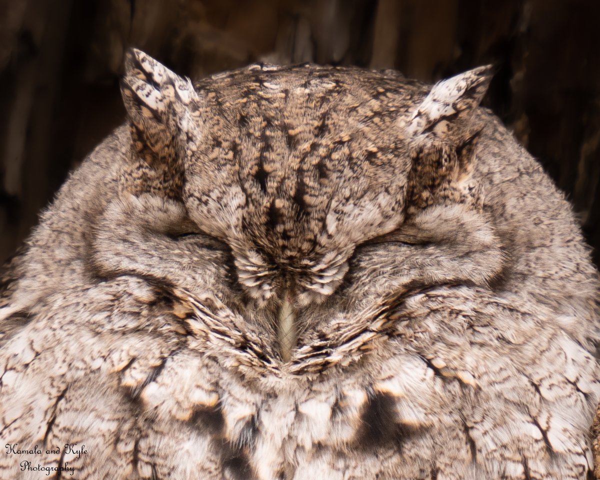 KamalaKyle's tweet photo. An Eastern-screech Owl!!! Its range includes Eastern Canada/USA/Mexico, and on rare occasions like this, it is found out of its range in Southern Alberta! How lucky we were! Southern AB, 2021.
#megascopsasio #easternscreechowl #screechowl #albertawildlife #wildlifeofalberta https://t.co/Du59Od2jDJ