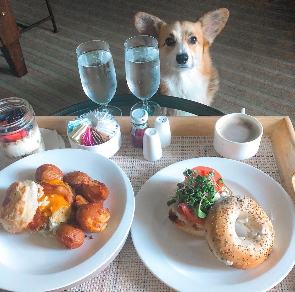 SalamanderVA's tweet photo. Bone Appรฉtit! ๐ #DogsofSalamander
๐ธ: ig: waffles_squad_ https://t.co/40dv8X6V0H