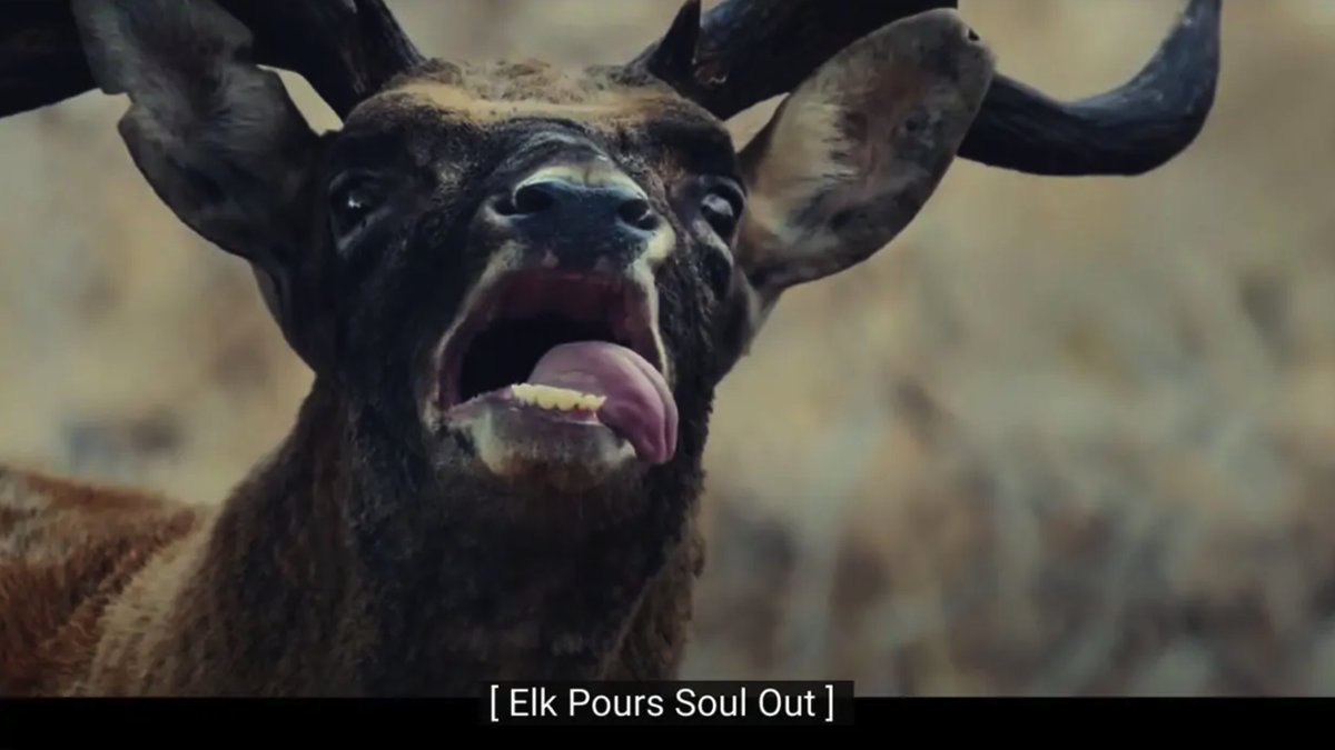 versdenkers's tweet photo. Een brullende krokodil, schreeuwende aap, zingende vogel….. Maar een stille auto. Ga mee op #safari in de nieuwste #commercial van #Jeep. En zet vooral je ondertiteling aan tijdens het kijken naar de #video. Een hilarisch #concept bedacht door #Highdive https://t.co/pEdLvtX2h3 https://t.co/0baTVQtMd5