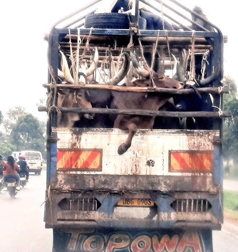 Just past this lorry on Mbra-Masaka Rd.
With rampant abuse of Human Rights in Ug, it makes little sense to talk about Animal Rights!

This’s is very wrong and repugnant. At least, let’s talk about it.

The Animals (prevention of cruelty) Act 1957 must be alien to Ug Police! <a href="/peta/">PETA</a>
