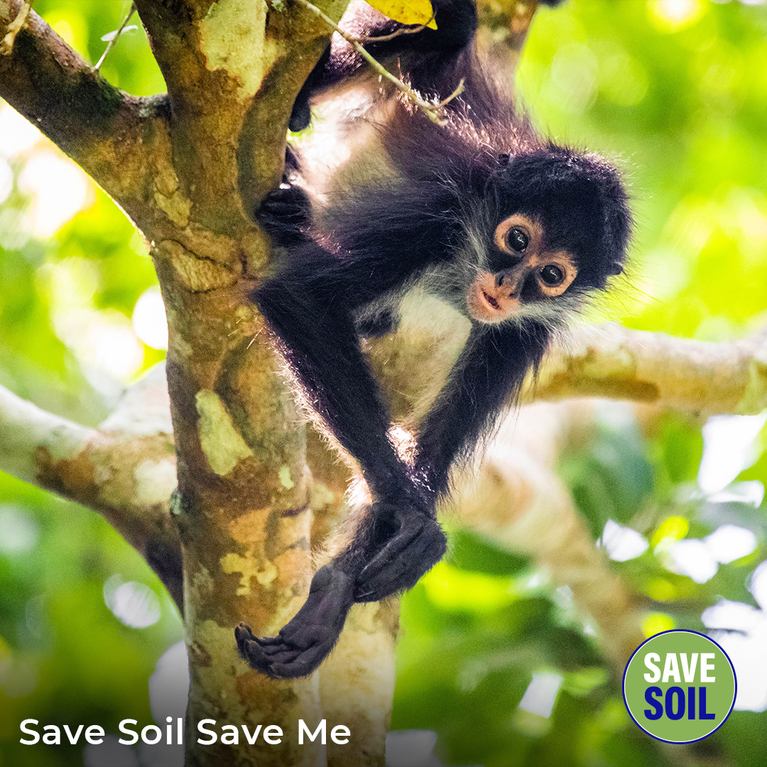 cpsavesoil's tweet photo. Without healthy soil, life on the planet simply cannot go on. If we are concerned about extinction and the lives of other animals, we must come together to revitalize the soil.

Join the global movement to #SaveSoil. Sign up and become an #EarthBuddy: https://t.co/4FsTEuaxyV https://t.co/yAeZWlKBOa