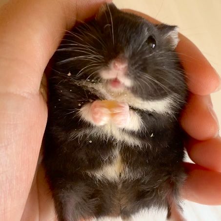 eryu_flower's tweet photo. 松吉くんは本当によく笑う子です🐹

沢山の方に松吉くんを知っていただいて、飼い主も松吉くんも大喜びです💕

＃ハムスターのいる暮らし https://t.co/WcIrsLsbBJ