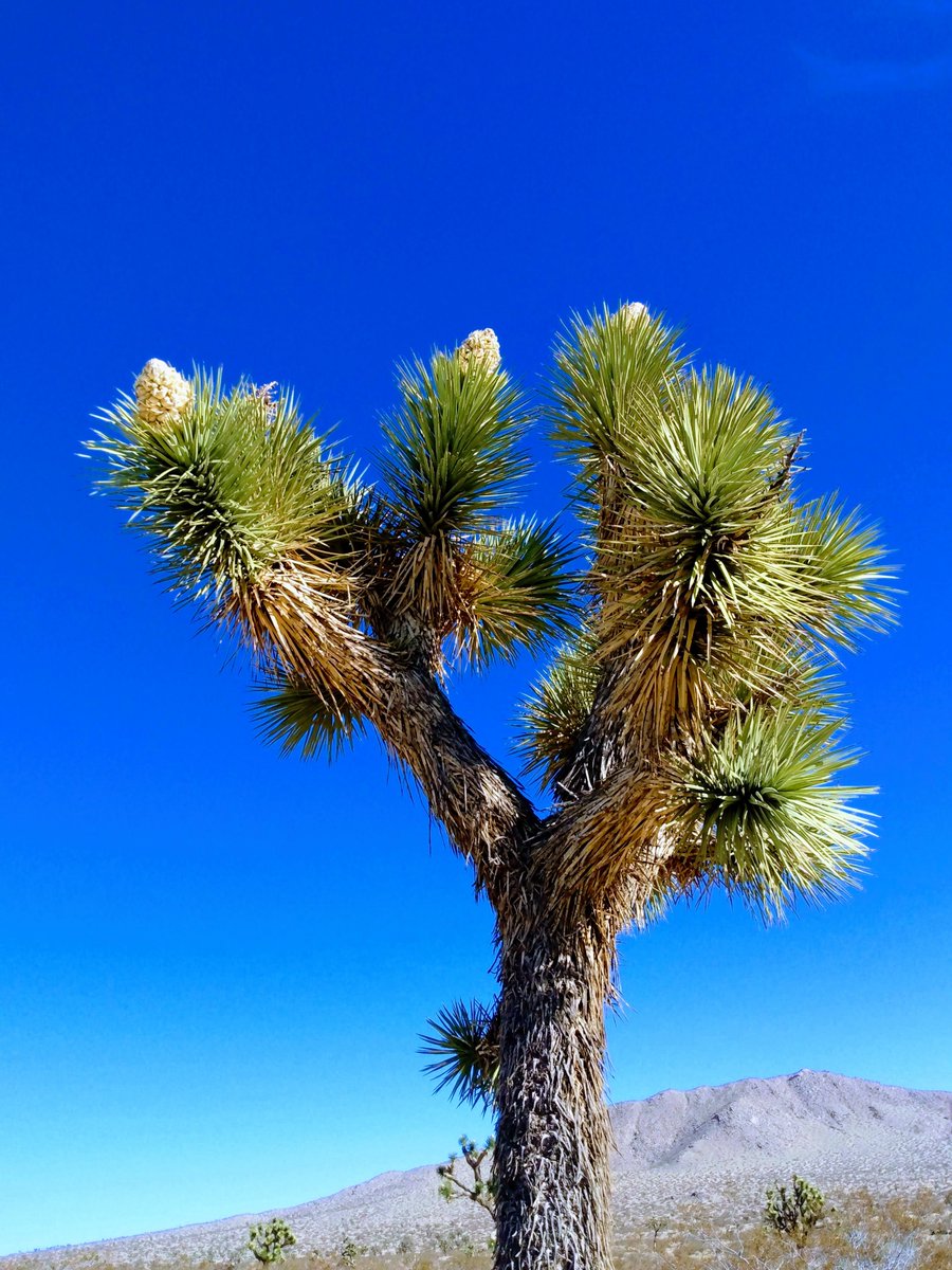 SaddlebackButte tweet media