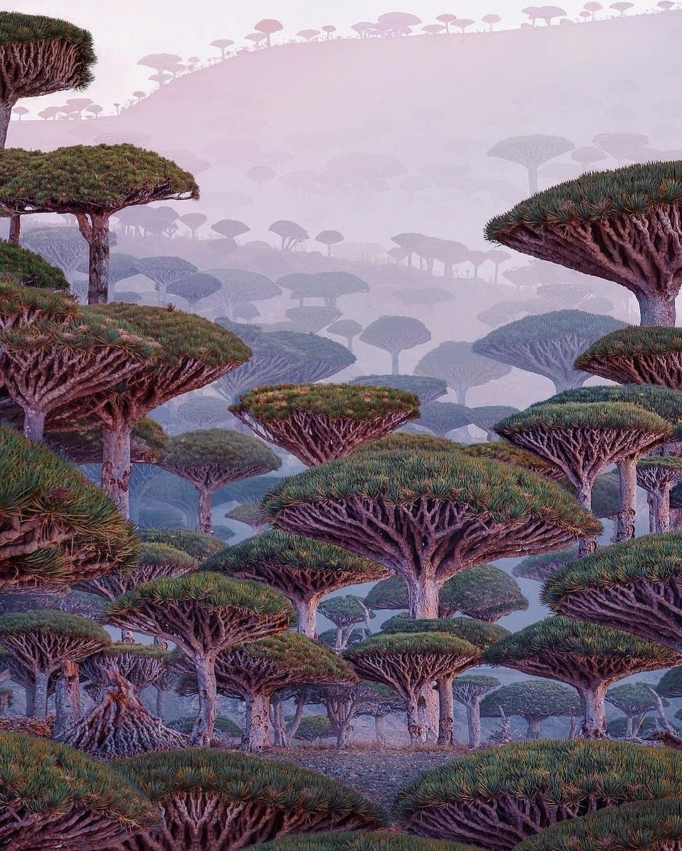 PlacesTo_Visit's tweet photo. Socotra Island 🌳 https://t.co/vkRN9bqynT