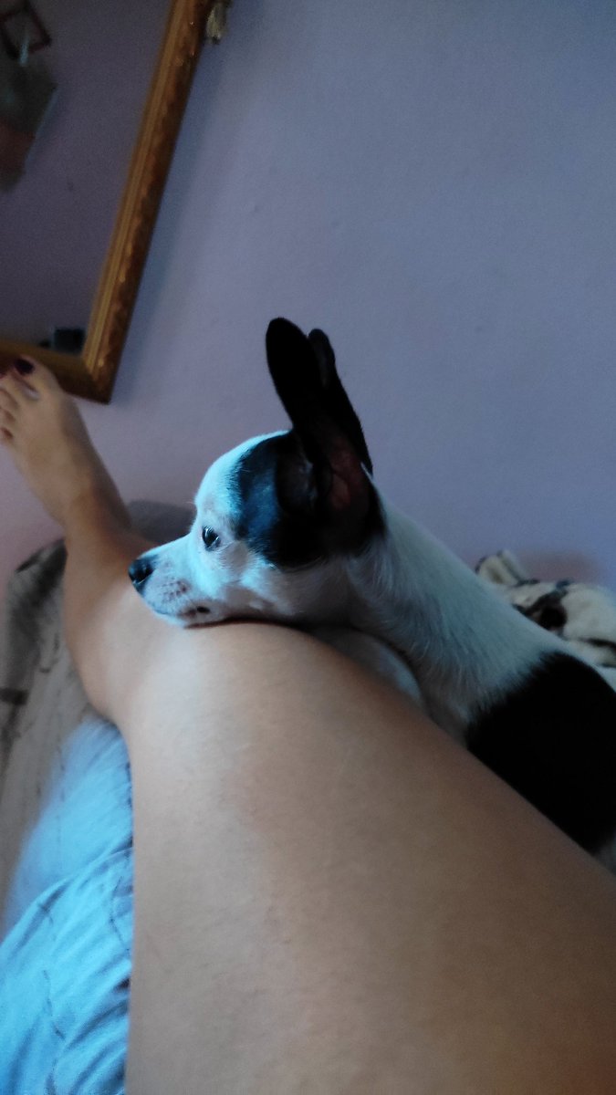 yo complico tweet media