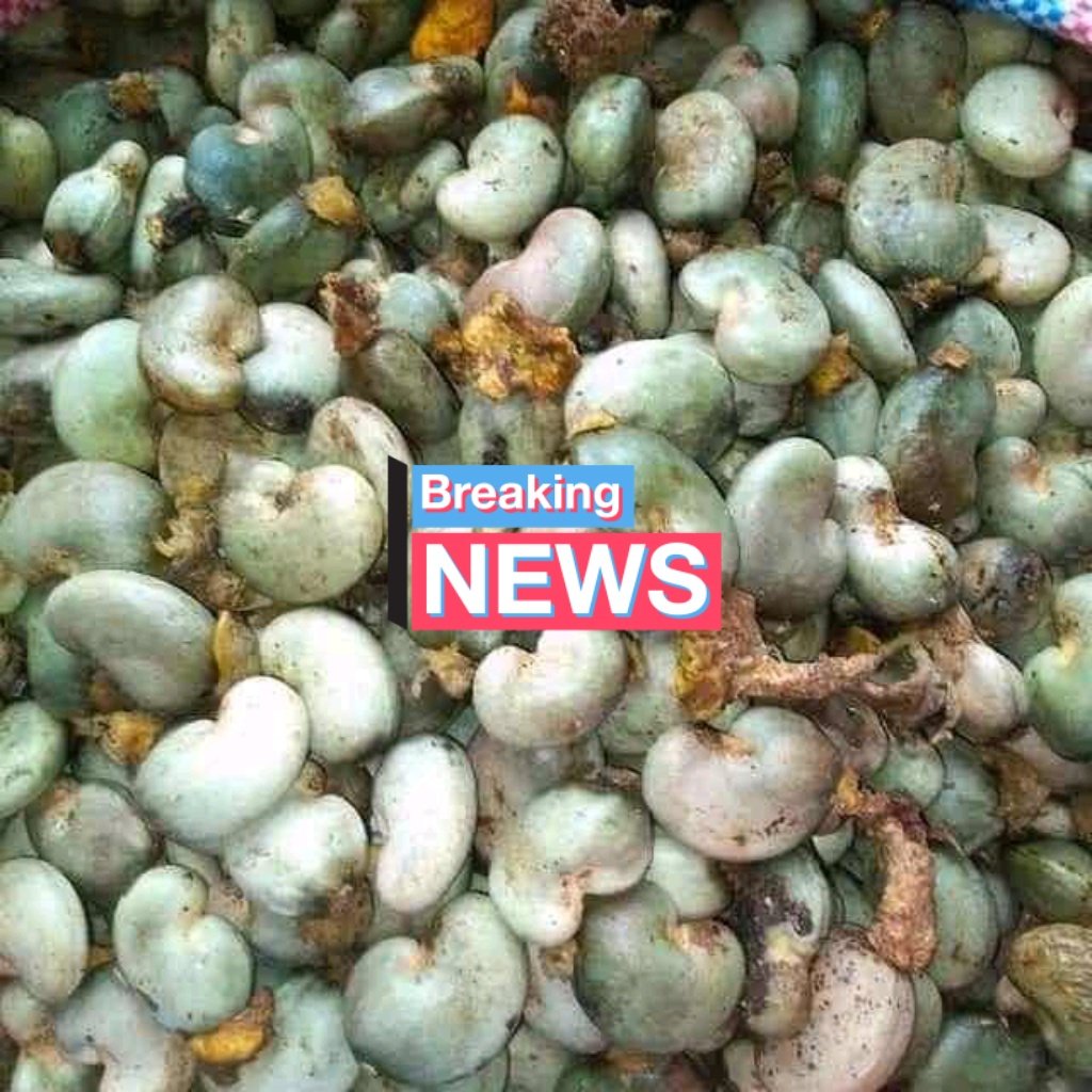 benjamin_export's tweet image. This is to inform you that 2022 cashew nuts season is here 
Make your own order now