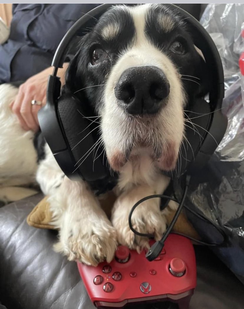 TheThreeRPDs's tweet photo. What do you do when when the weather is bad? A bit of online gaming maybe? Pet Vet 3D? Or Nintendogs? @ThinBluePaw @BlueLightDogs https://t.co/3NMbDcEZjX