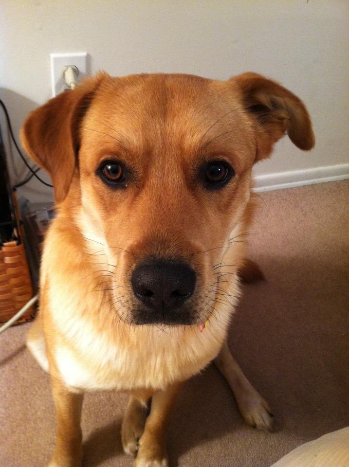 Happy national pet day🐶Mr.Cashman💙