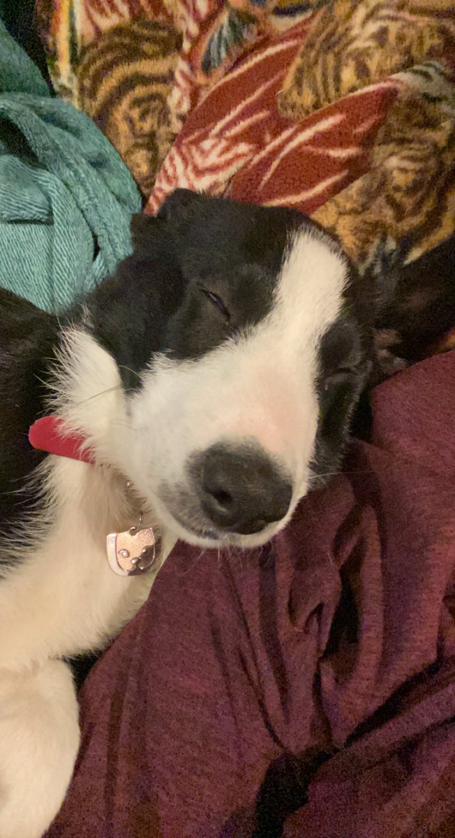 MSageGustafson's tweet photo. @DrSarahAxelrath This is our 3 month old border collie, Jed, showing off his silliest smile and cutest face for you! https://t.co/yZq7qnvTS9