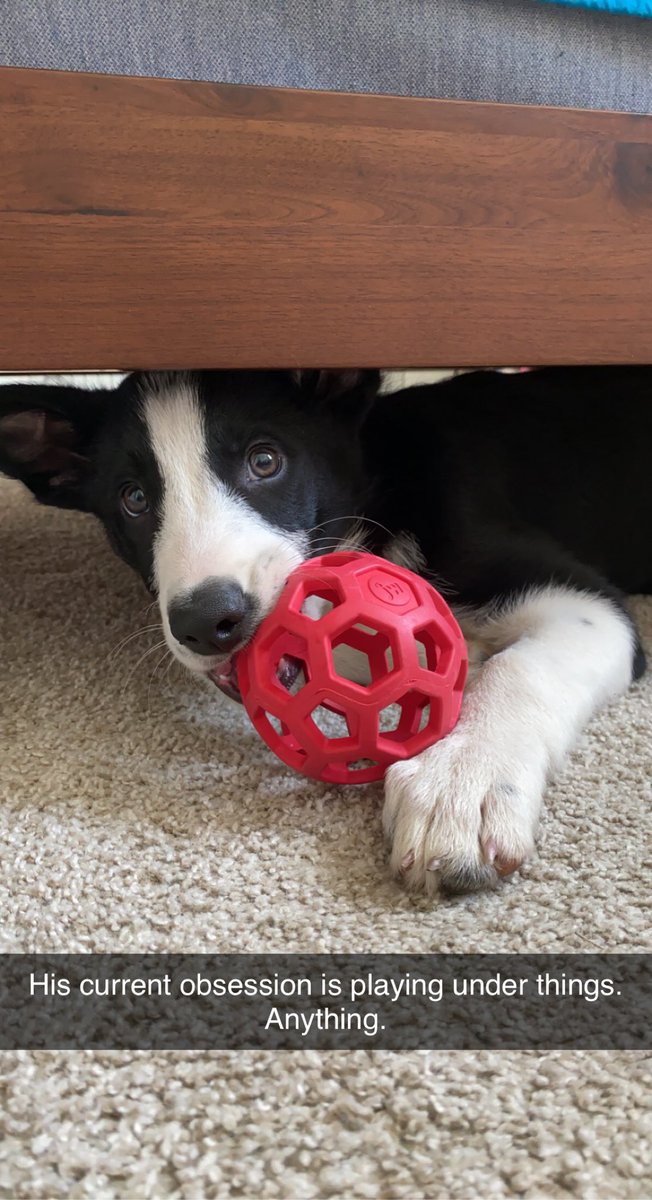 MSageGustafson's tweet photo. @DrSarahAxelrath This is our 3 month old border collie, Jed, showing off his silliest smile and cutest face for you! https://t.co/yZq7qnvTS9