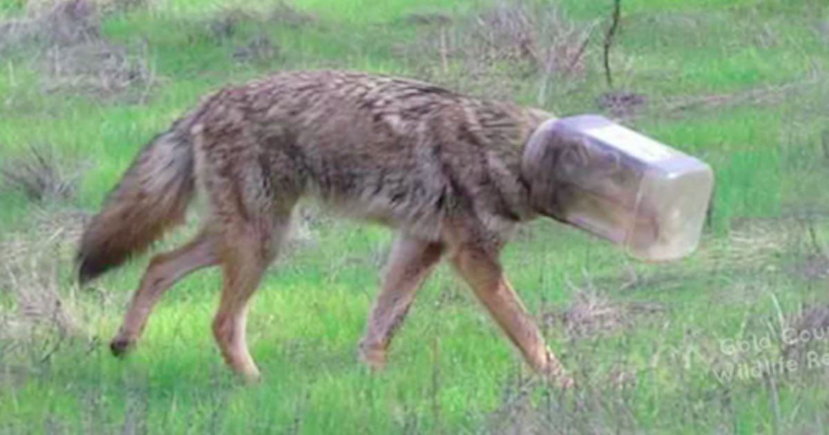 Coyotes arnt know for their intelligence