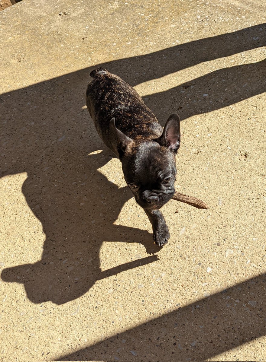 sheal_t's tweet photo. Sir Squishface found a stick. It's a very good stick. @NaMo9o5 #FoundAStick #SirSquishFace #Frenchie https://t.co/RN6lyDTN8I