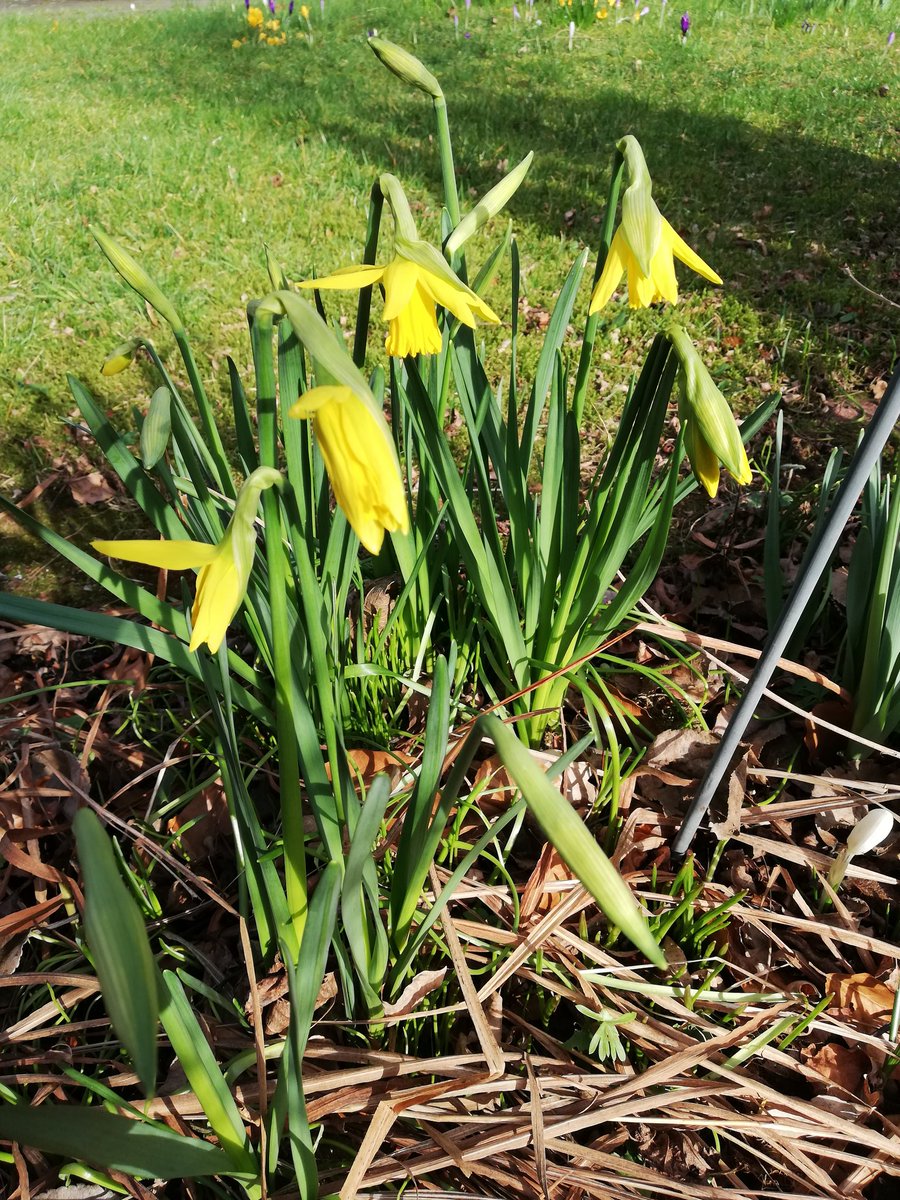 auntlissi's tweet photo. Augenblicke 2022
Nr. 51
#augenblicke #NatureBeauty #Garten #garden #ersteOsterglocken #firstDaffodils #Narcissus_pseudonarcissus https://t.co/hAwVK8h7sD