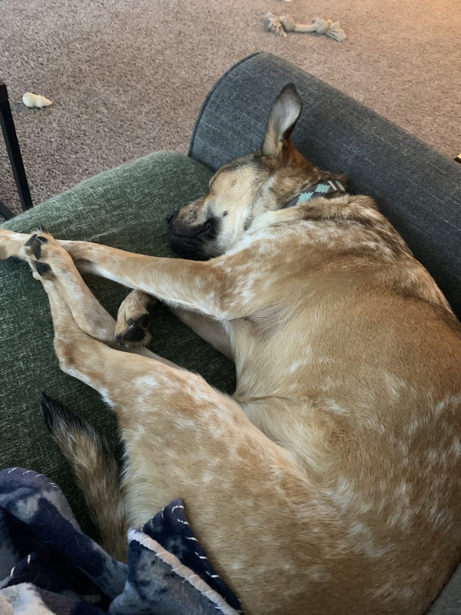 NatalieBelew's tweet photo. Here are my two sleepy girls for a little serotonin boost for the timeline 💜 https://t.co/7iXucL1oPe
