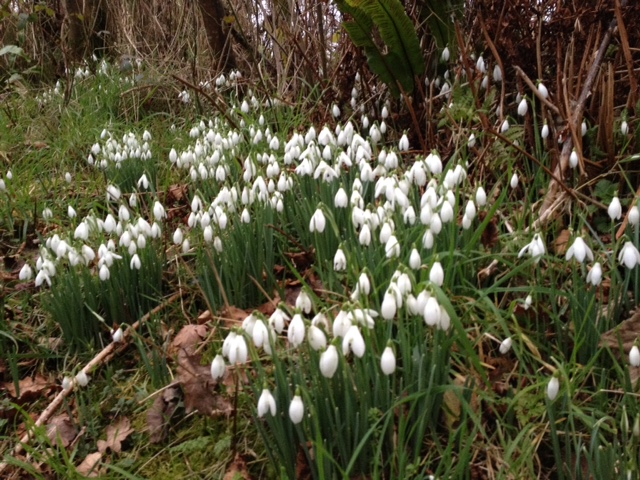 plucktoplay's tweet photo. Golly, it's been ages since I last tweeted.  Tempus fugit. What better way to put that right than sharing these serene #snowdrops, suggesting #spring IS on its way.  We all need reminding of that right now! #StormFranklin https://t.co/DajSGFQEsJ