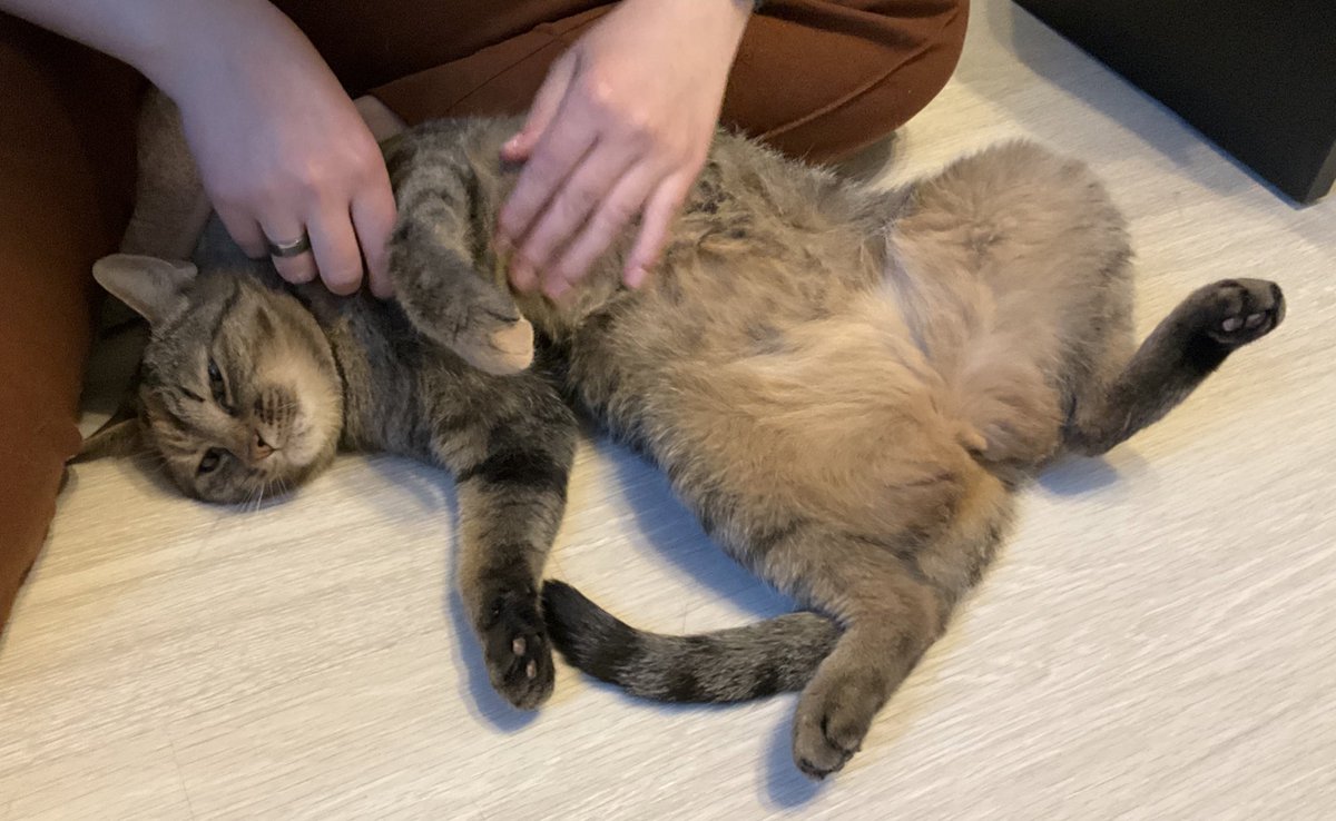ExtendedSpice's tweet photo. #котейка https://t.co/hC8JPZe7xd