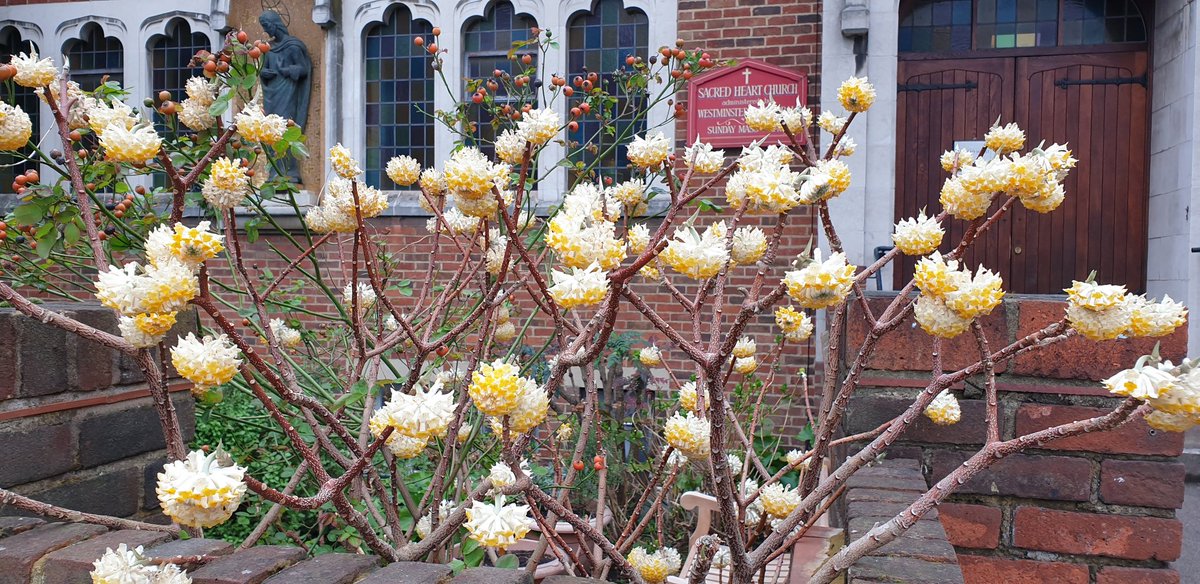 1carya's tweet photo. Found this great Edgeworthia chrysantha on my travels today. Lovely fragrance. https://t.co/ZWM1coajHV