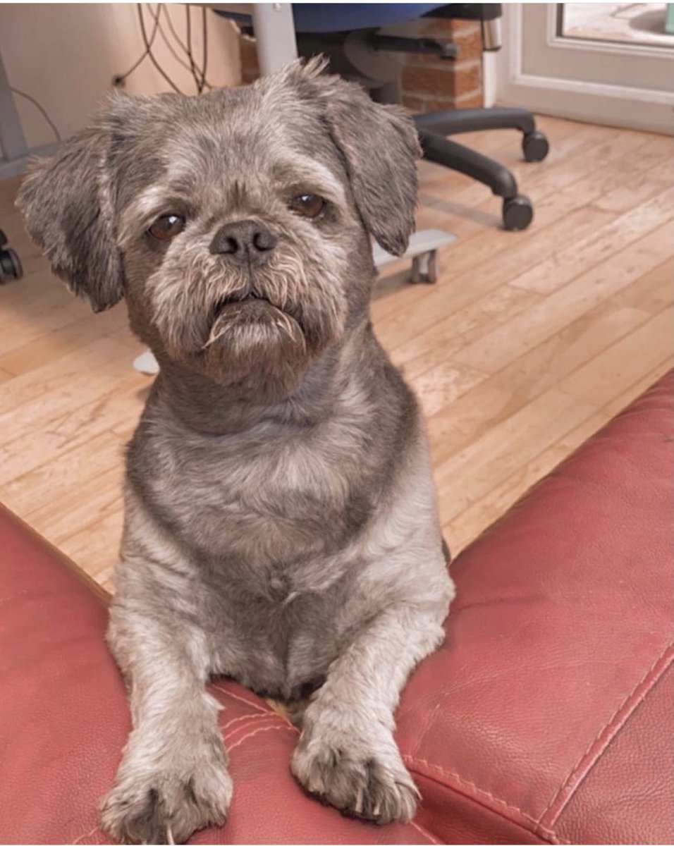 BecScholes's tweet photo. My grumpy old man 🐶❣️ #NationalLoveYourPetDay #IPAWICON @isawitfirst https://t.co/R3GOO2ylk5
