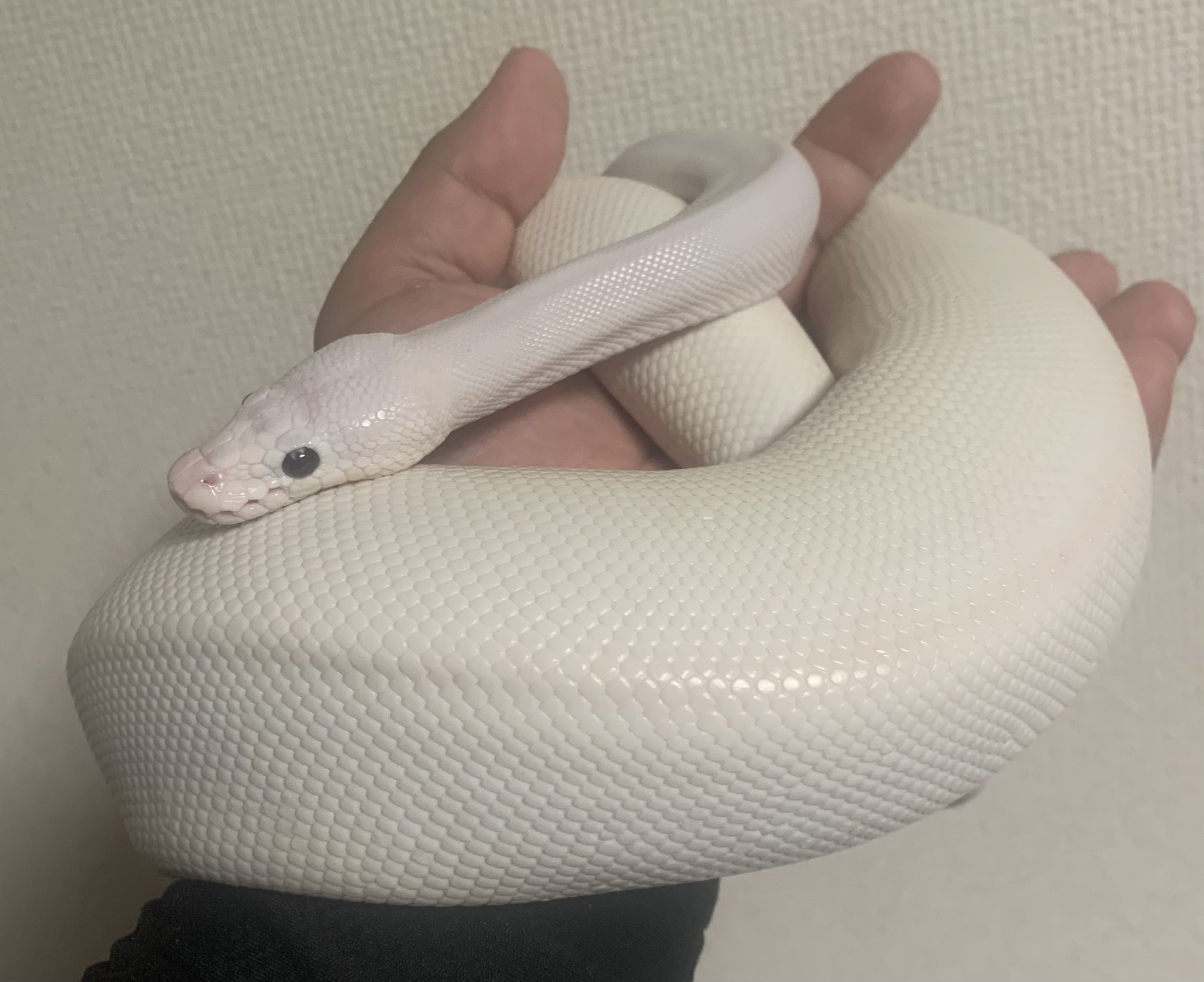 白ヘビの脱皮した皮 Messenger of God] White snake immediately after shedding its