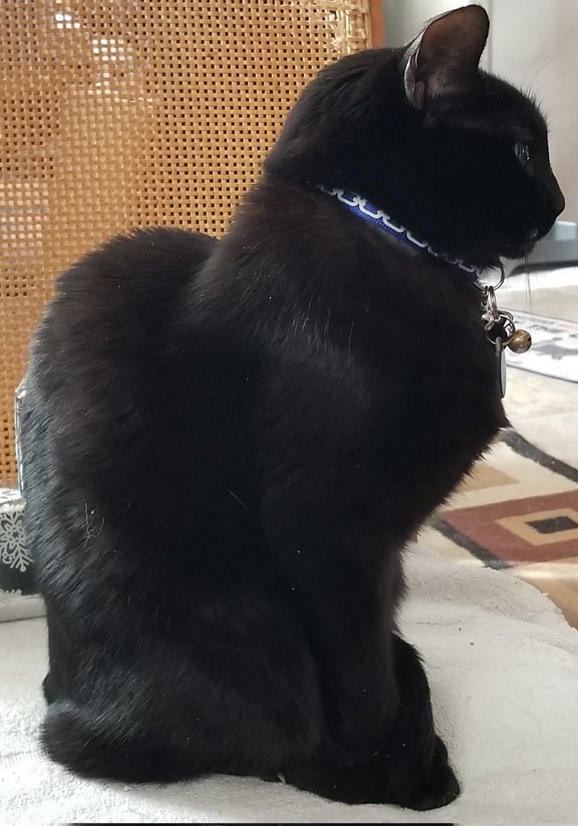 My cat when we put <a href="/Jacksepticeye/">Jacksepticeye</a>  videos on😂🤣 everytime! I swear he looks forward to the videos as much as we do!