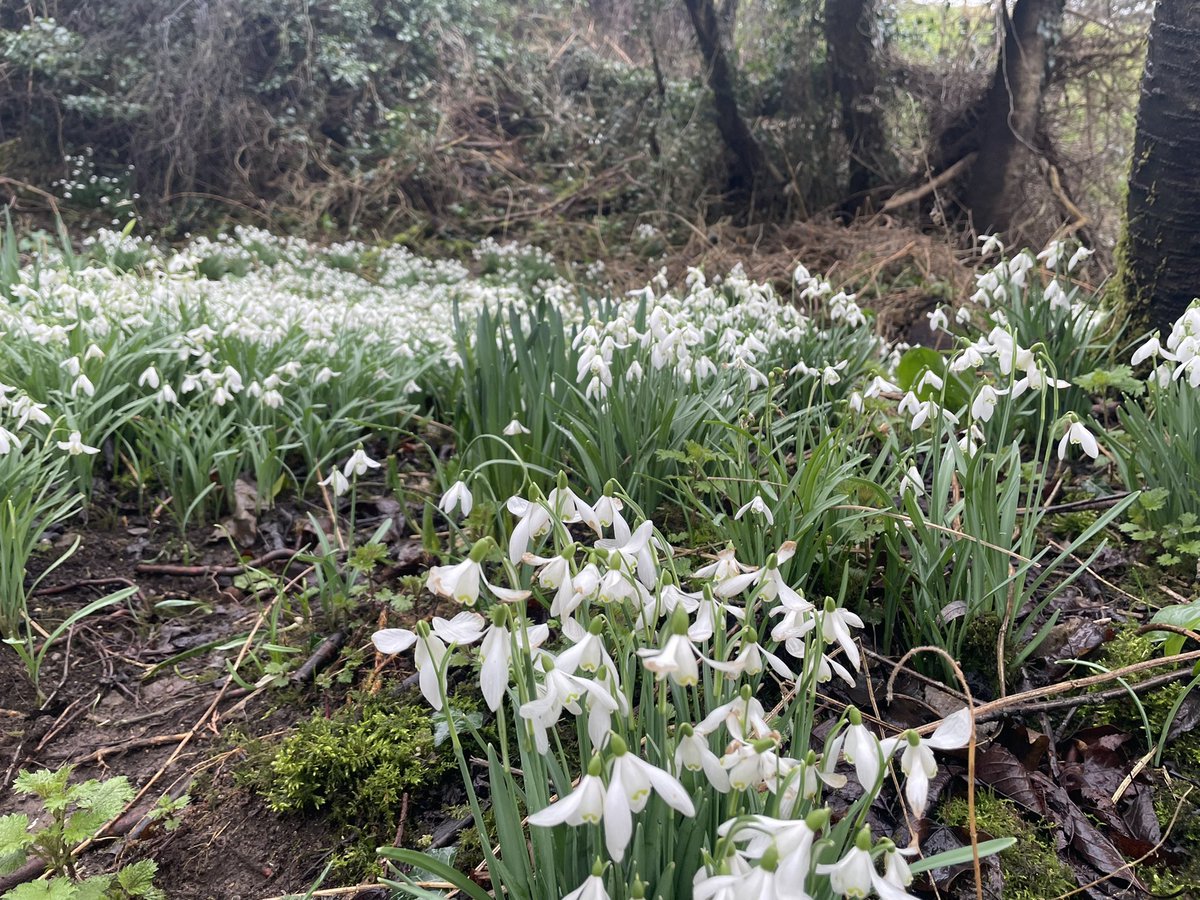 BeardedTrev's tweet photo. A wonderful wet and muddy adventure today trekking through the woods to @BelvoirCastle and back covering just under 34km. (1.7km to add after pausing Strava)
Feeling broken but great to push some boundaries with the most I’ve trekked in a single day
64/250km #valhallachallenge https://t.co/v5VhhysYlX