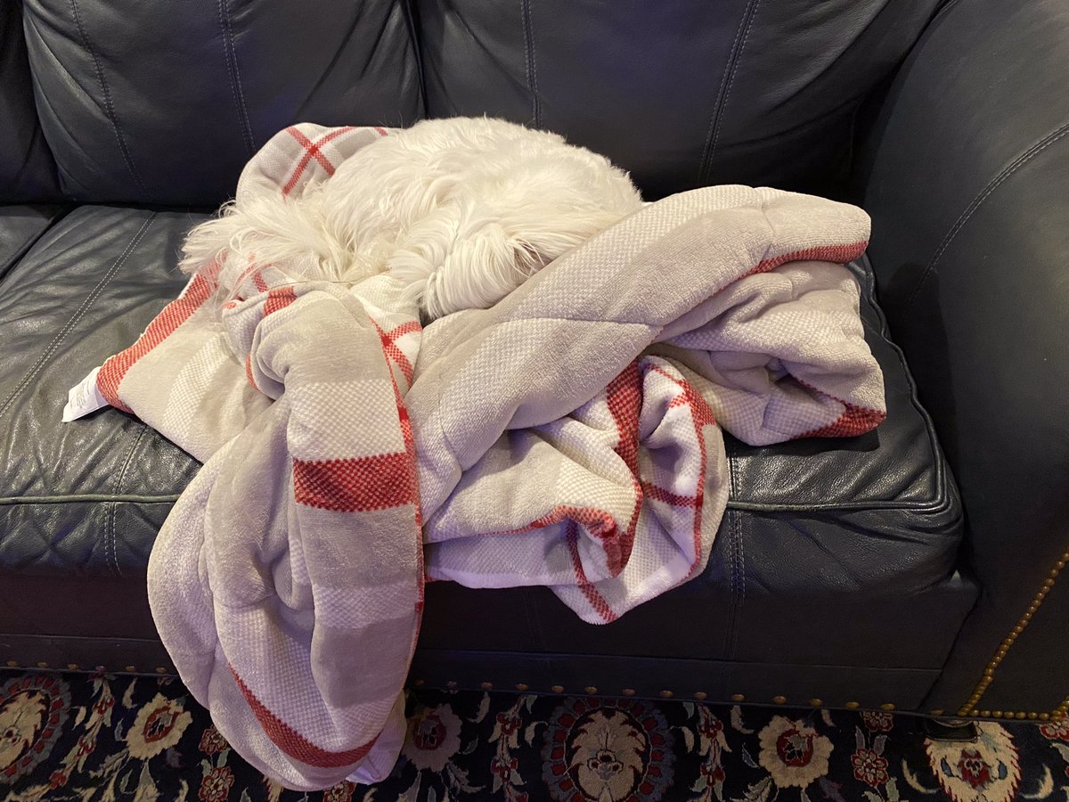 kf4daw's tweet photo. @knittymag There is a small, white dog, longish haired dog there somewhere named Stewie https://t.co/NGS5qu7pXR