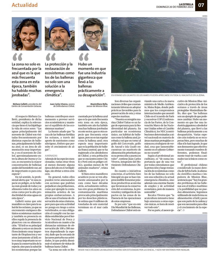 DefendamsChiloe's tweet photo. Ⓜ️portada hoy en @estrellachiloe Pedimos a nueva ministra de medioambiente @Maisa_Rojas URGENTE PROTECCIÓN para las ballenas de nuestra #EcorregiónMarinaChiloéTaitao
👉🏻Contaminación humana , salmoneras y tráfico marítimo amenazan su supervivencia 
@max_bello_m @jcviveroskobus https://t.co/zekFqLHyHW