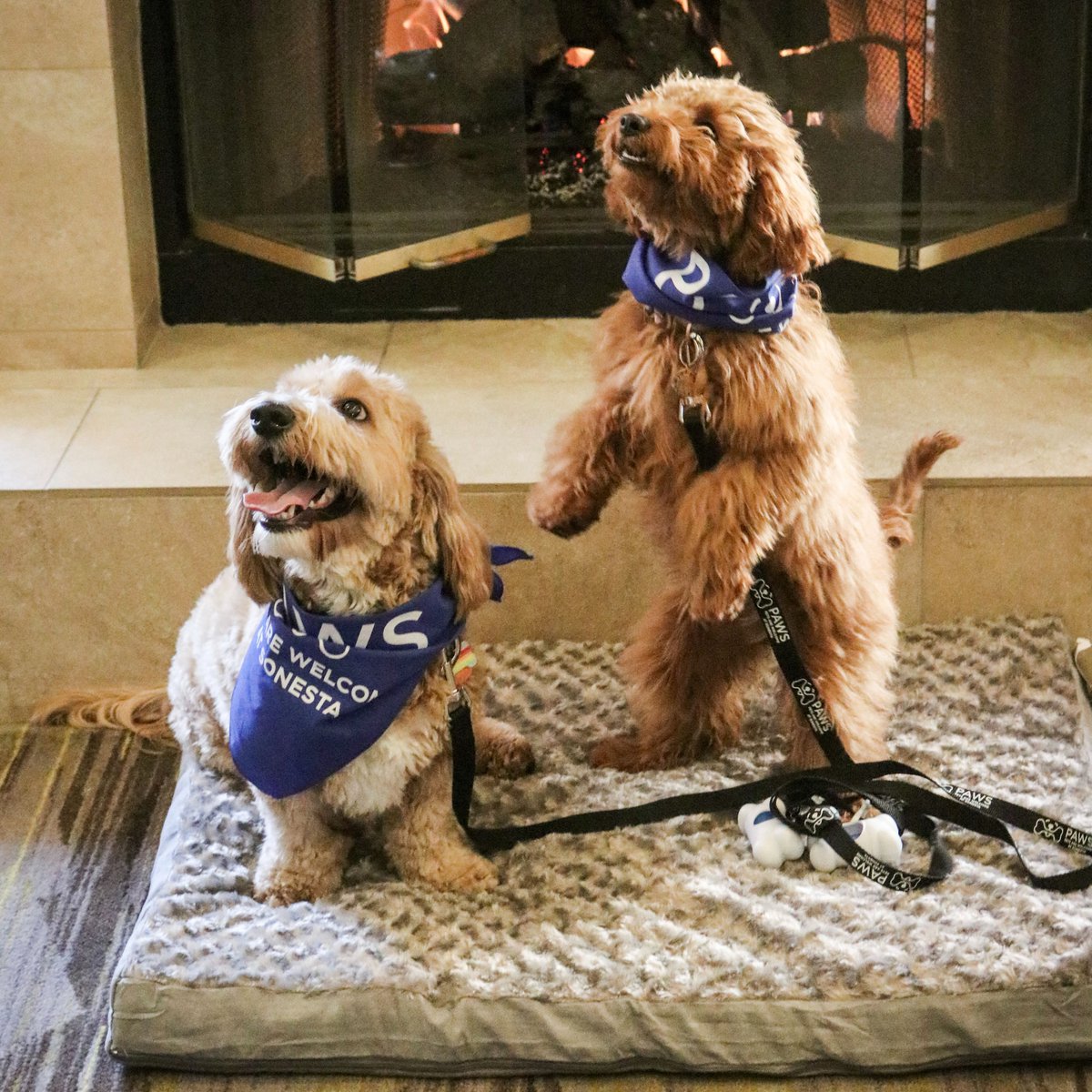 LOVE is a four-legged word, which is why your canine companion is always welcome at #Sonesta! From complimentary dog treats at check-in to a variety of pet amenities, stay tuned for “PAWSome” new pup perks coming to a Sonesta near you… 
#PAWSonesta #NationalLoveYourPetDay