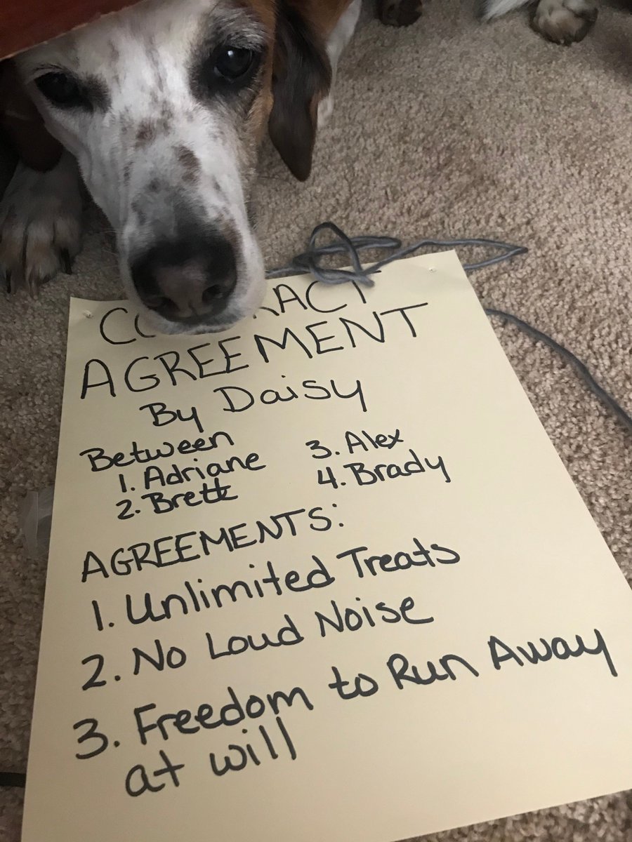 GottaBeCrazy2's tweet photo. Everyday is #NationalLoveYourPetDay!
#GISHfest #item16: From “no brown M&Ms” to “no carnations,” every rockstar has an over-the-top rider, and your house’s diva is no different. Show us your rockstar pet & their contract rider for agreeing to show up. #GISH https://t.co/fLkIM5KU5V