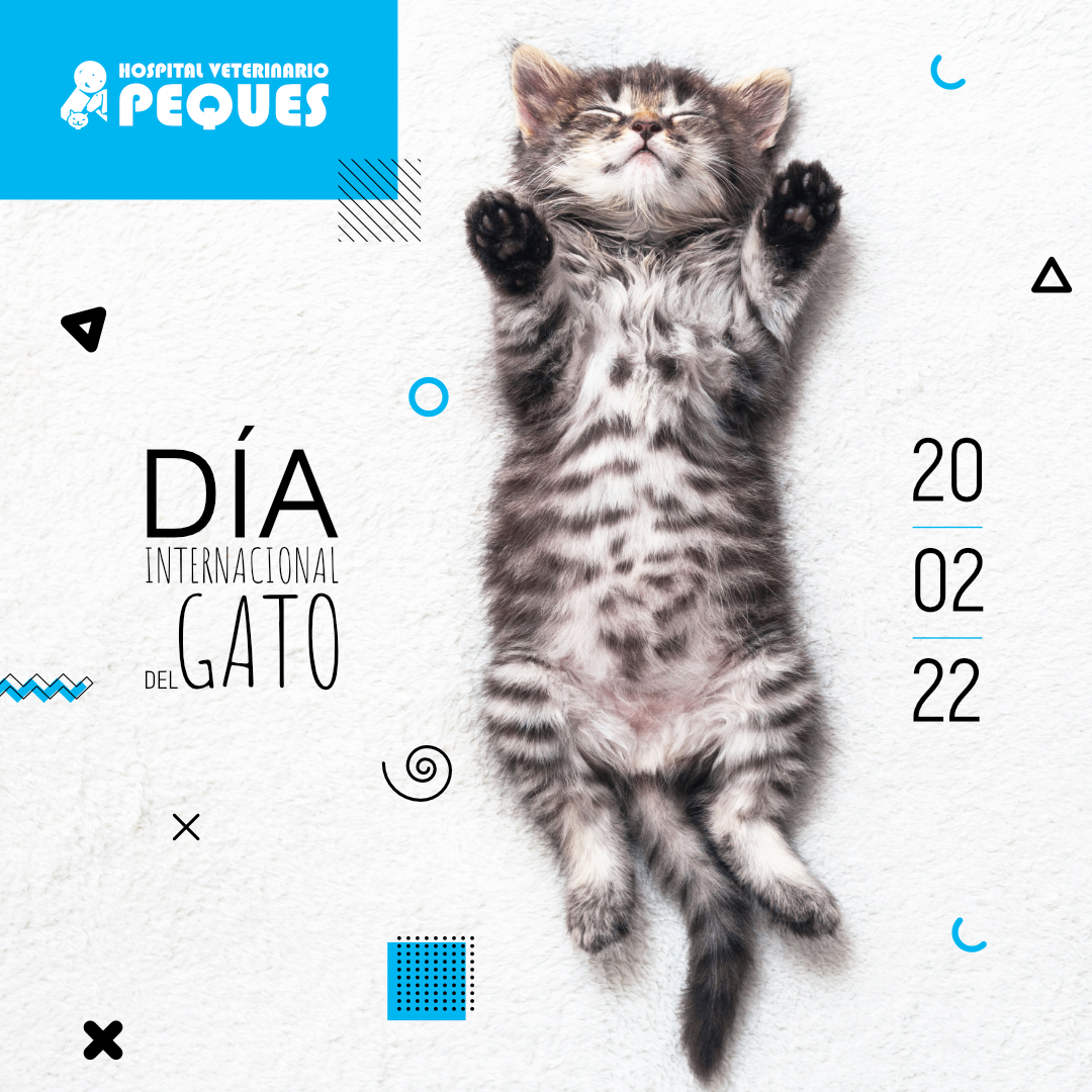 Hospitalpeques's tweet photo. Feliz #DíaDelGato 🥰🐱 https://t.co/AfdzMMC6bp
