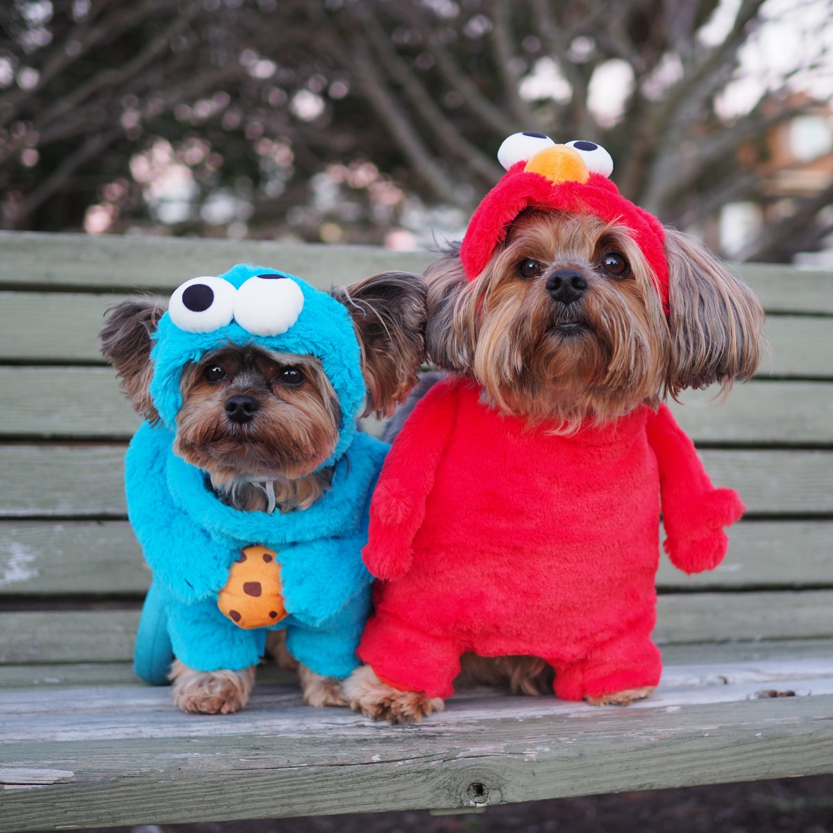 scottyandsimone's tweet photo. Happy Love Your Pet Day!
These two are extremely loved ❤ https://t.co/d2vPnF8yA2