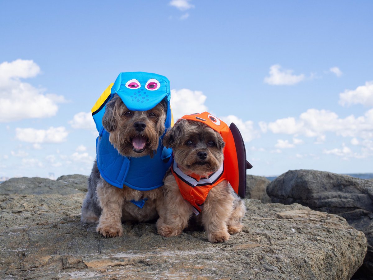 scottyandsimone's tweet photo. Happy Love Your Pet Day!
These two are extremely loved ❤ https://t.co/d2vPnF8yA2