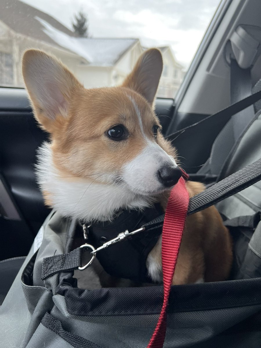 She wouldn’t look at me because we went to Starbucks and she didn’t get a pup cup. #corgi #spoiled #puppy