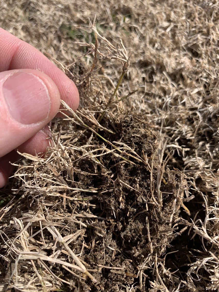 MVPGenetics's tweet photo. “Truly unbelievable to me” - Eddie Moore, @CWSOD_, Maryland

#IronCutter bermuda on a 3rd year 60-80% native sand sod field last week. 

The broadest adapted, newest elite bermuda for sports turf, golf, &amp; landscapes.❤️‍🔥 https://t.co/Q7Y9pPTRZT