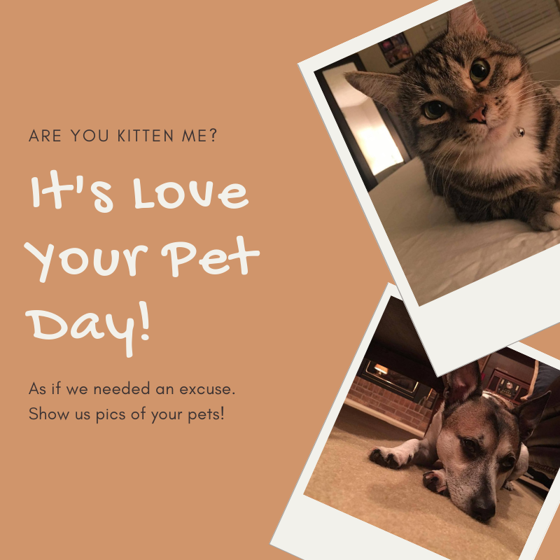 RedBarnCT's tweet photo. Today is Love Your Pet Day. Whether its a dog, a cat, a fish, a pet snake, or your pet rock......give them lots of love and attention today. #loveyourpet #pets #bestfriend https://t.co/lGFGJK42PB