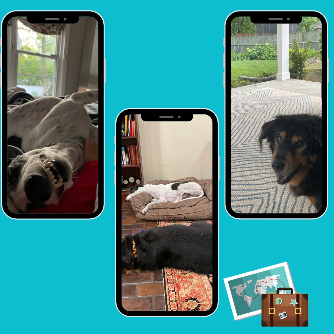 sunfunyou's tweet photo. One of the hardest things about traveling is leaving these pupsters behind. I miss them so much when I’m gone!!

It helps to have a dog sitter who sends frequent pics 😍

#LoveYourPetDay

 #travel
#traveler
#traveller
#wanderlust
#sunfunyou
#dreamtrip
#bucketlist
#YOLO
#Carpe https://t.co/F5KR3WoN2B