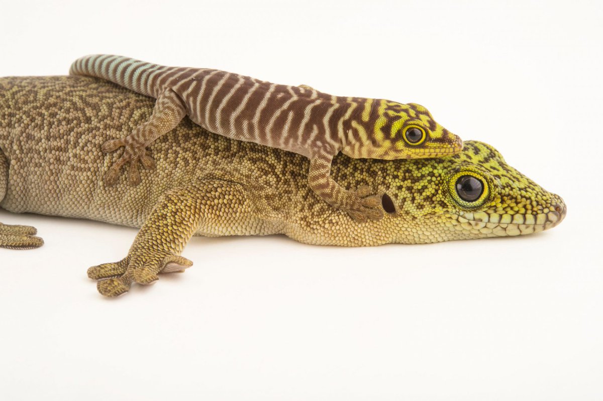 Joel Sartore tweet media