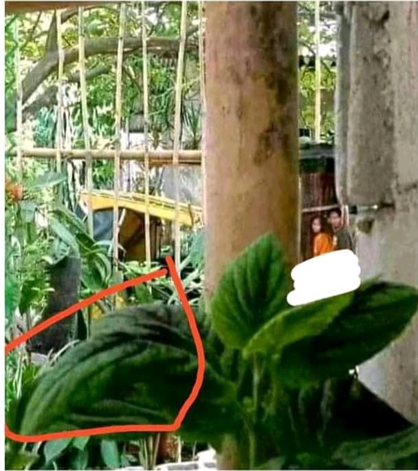 AkunViral10's tweet photo. Cokcok tanam di waktu penghujan emang beda
Ful vidionya cek disini:https://t.co/vDToMYnKwt https://t.co/Q6gUwAU2aT