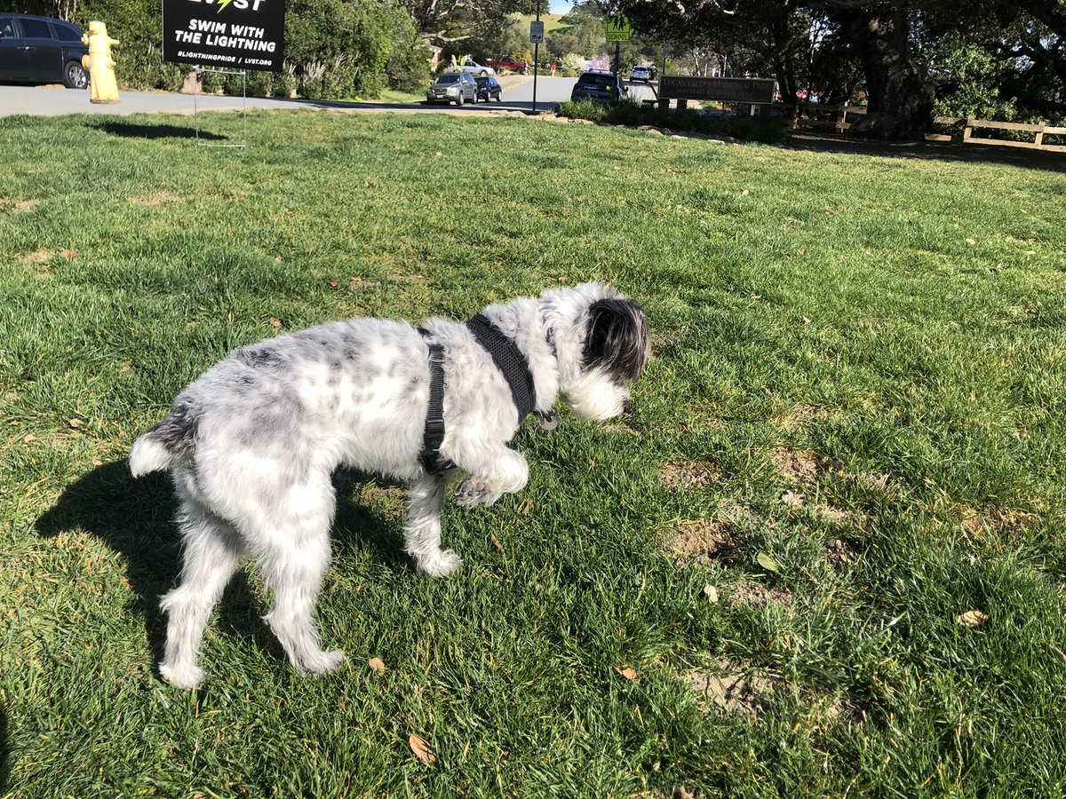 MNotthecat's tweet photo. My Alf tells people that I am “half schnauzer, half poodle, and half Dalmatian (cuz of my spots).” Now he’s adding “half pointer” after observing my gopher hunting technique. ALMOST got this one! https://t.co/Nb27YLlLMZ
