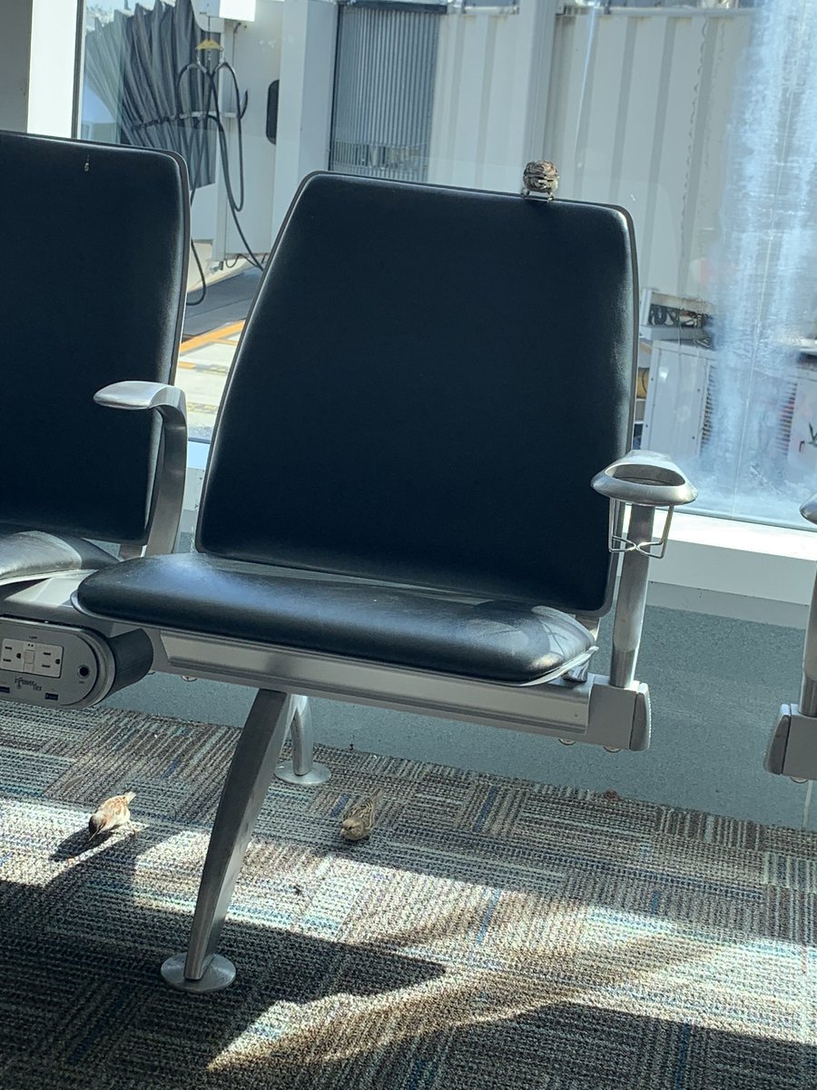 TheElleBee's tweet photo. Who’s gonna tell these guys they don’t need to wait at the airport? https://t.co/l1ZbJ4zR8J