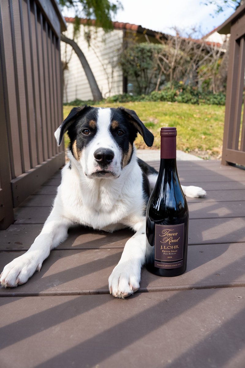 JLohrWines's tweet photo. While every day spent with our pets is #NationalLoveYourPetDay, today we're giving them a little extra love. 🐾❤️ 

#ShareTheLohr, and show us how you're treating your pets to their special holiday!
@jjyosh https://t.co/kdrjk0tKcg