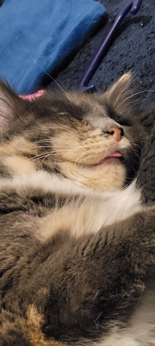 Lyssyliss's tweet photo. These are my children. Neither one is very smart, but hey, look how cute they are. 
#CatsOfTwitter https://t.co/H9HgCmSwSr