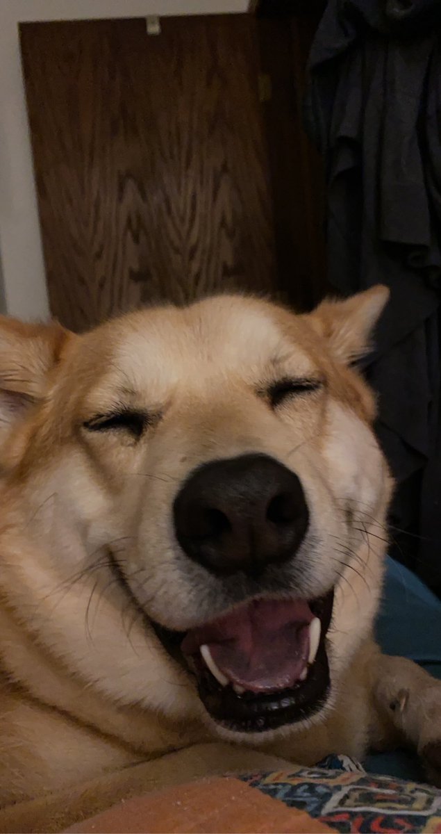 lillisaur's tweet photo. @dog_rates @Trupanion Max is not a fan of the teeth brushing but he lets me do it https://t.co/ziBtZhPFN8