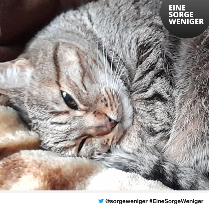 sorgeweniger's tweet photo. #MrI7e92Lp4 Die Katzen Loui 16,5 Jahre und Fiepi 5 Jahre #22549 #Hamburg suchen einen #Tierpaten der dem Frauchen regelmäßig beim Futter unter die Arme greifen möchte #EineSorgeWeniger 

Melde dich unter ✉️  ichhelfe@sorgeweniger.de mit deinem @Twitternamen + Kennwort https://t.co/uaYYz0osce