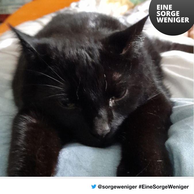 #MrI7e92Lp4 Die Katzen Loui 16,5 Jahre und Fiepi 5 Jahre #22549 #Hamburg suchen einen #Tierpaten der dem Frauchen regelmäßig beim Futter unter die Arme greifen möchte #EineSorgeWeniger 

Melde dich unter ✉️  ichhelfe@sorgeweniger.de mit deinem @Twitternamen + Kennwort