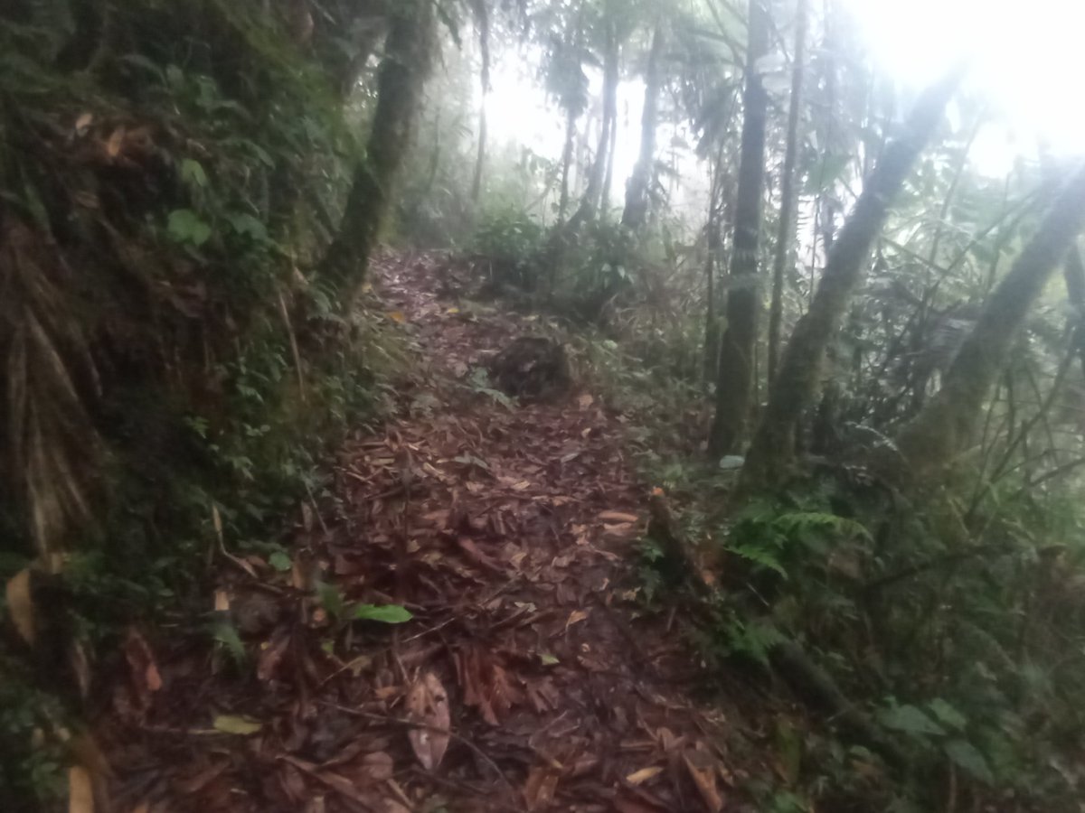 ReverdecerL's tweet photo. Hoy nuevamente en busca Nuestro #GuardiandelBosque #RNSC #ELCEDRO https://t.co/fGNPPPUCaQ
