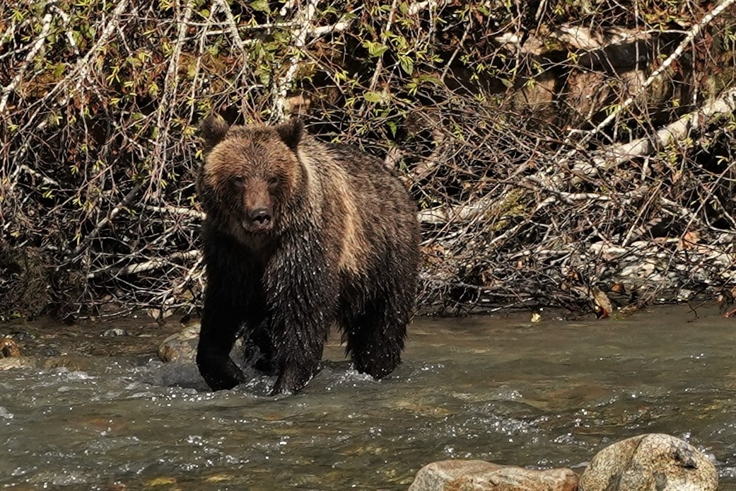 HomalcoTours's tweet photo. What do you call this animal? You could call it a Grizzly Bear, a Brown Bear, a Grizzo or ΟawgΙs. π»
Did we miss any? Comment below if we did!
#discoverhomalco #homalcotours #bearwatching
πΈ: @holly_fel https://t.co/Dwv50pOdFY