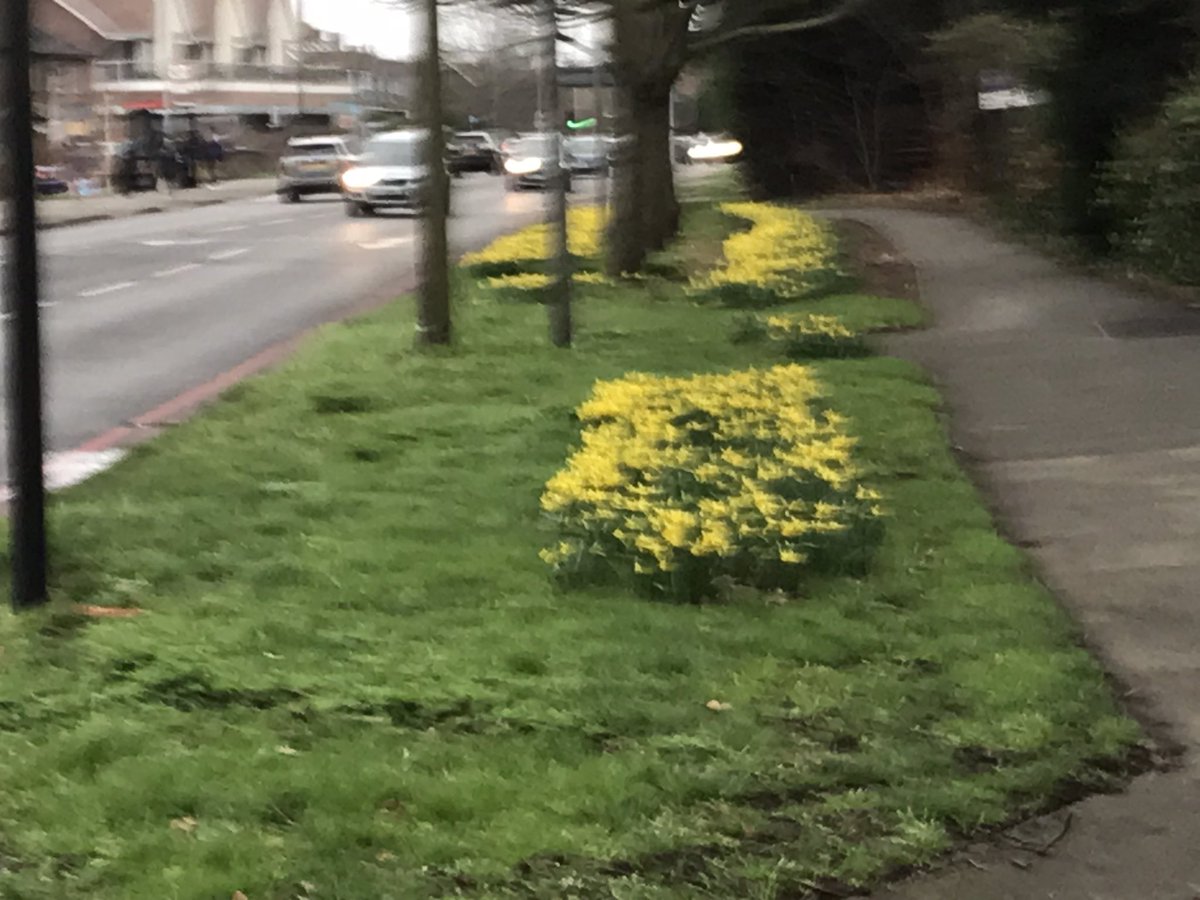 ChessingtonGP's tweet photo. #SpringIsComing 

We love the bright colours this road offers travellers each early spring 

#Narcissi #Daffodils #chessington https://t.co/zhkk7dp4am